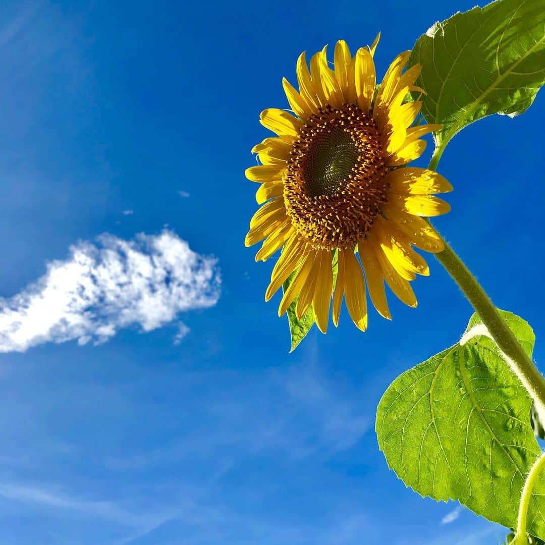 荒井祭里のインスタグラム：「🌻🌻🌻 #ひまわり」