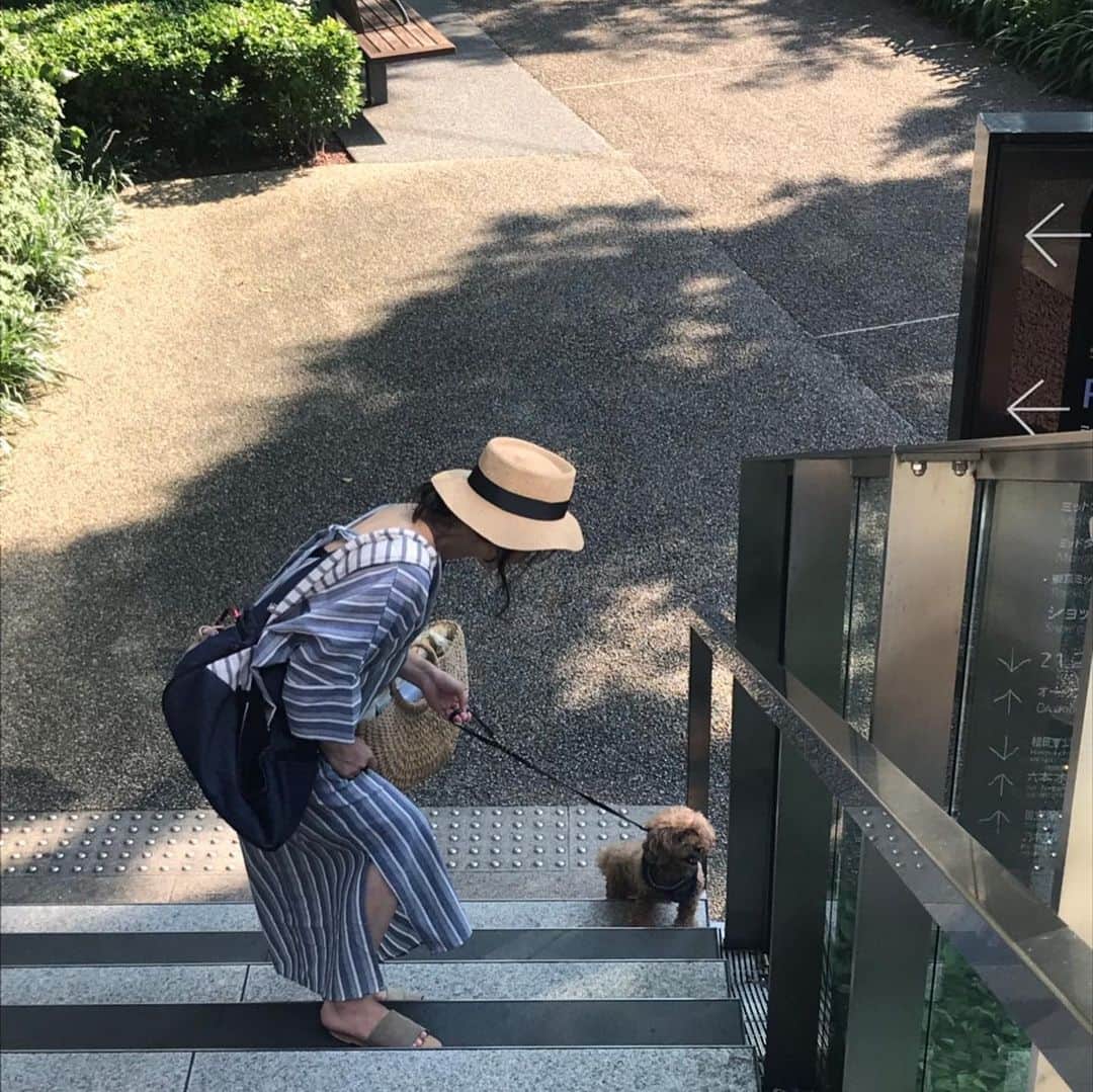 のインスタグラム：「臆病なロルさん 初めての階段は怖くて 登りたがりません…  どんなに引っ張っても 断固として動こうとしない…  駄々こね中…😓 寂しいと直ぐにくんくん鳴くし🐶  甘えん坊の臆病弱虫ちゃん。  そんな甘やかして育てた覚えはありませんが…  お陰で映画の主役を逃したロルw  甘えん坊臆病弱虫犬という役がありましたら是非ロルにオファー下さい！笑  誰がそんな作品見るかな。。。 今度、階段大好きな甥っ子景虎君にご指導頂こうかねw  #駄々っ子犬 #臆病犬 #弱虫犬 #甘えん坊犬 #階段嫌いな犬 #怖がりな犬 #toypoodle #dogstagram #scarydog  #ロルスタグラム #いぬすたぐらむ」