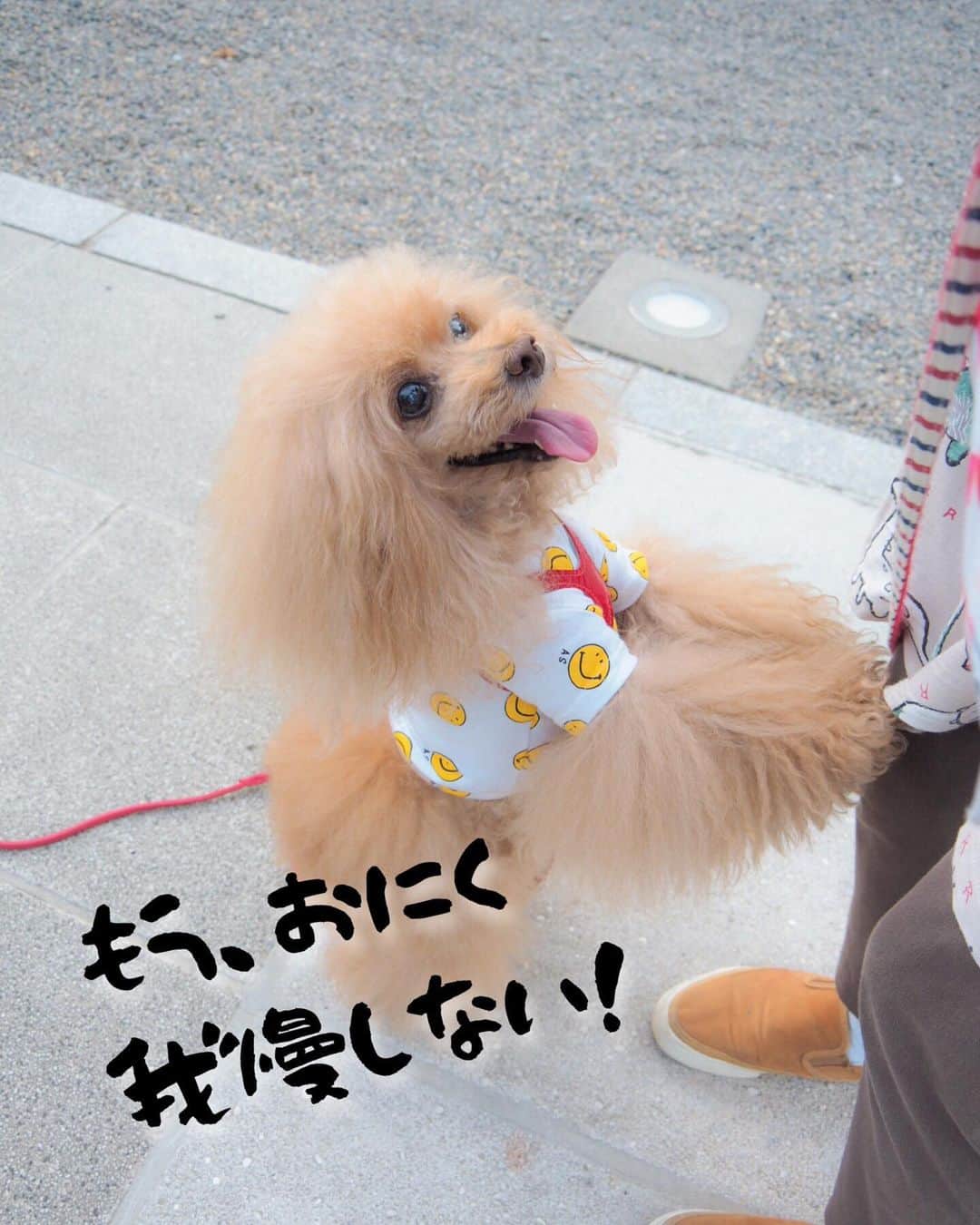 Toypoodle Mikuru?Asakusa Tokyoのインスタグラム：「20190807 Wednesday. Good morning! Friends 💕 下痢ぽん3日目突入💩肛門が痛いです😰 . ❶ 我慢したことねーだろ😠 と、フォロワーさんはみんな思ってますよみくるちゃん！ ❷ ペコママお帰り〜〜 避暑地から帰宅😊 ❸ 気のせいです ❹ 叶うといいね、、、 ❺ 新みくるの法則動画 . 今日もドキドキしながら地下鉄へ 途中で下痢のナミがきませんように🙏🏻 . #我慢の限界 #たまには我慢しなさい #肉食女子」