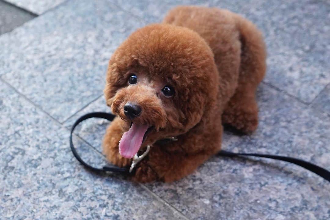 葉月さんのインスタグラム写真 - (葉月Instagram)「暑さで顔面偏差値を保てなくなった犬  #マロウ」8月7日 8時18分 - lynch_hazuki