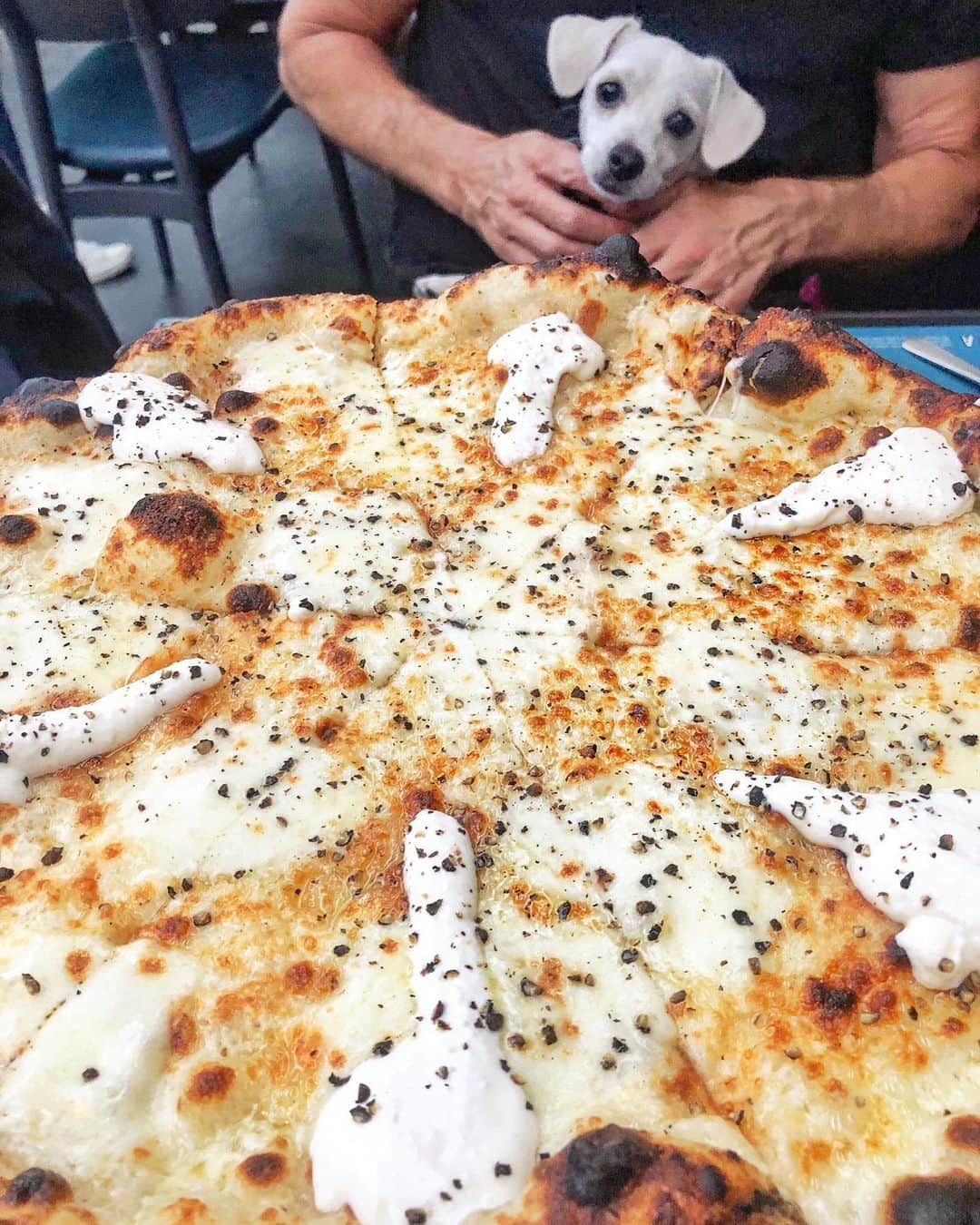 scottlippsさんのインスタグラム写真 - (scottlippsInstagram)「Mr @milolipps loves his #pizza ! Especially the #cacioepepe at @pizzana #puppy #pizzatime 💕」8月7日 8時20分 - scottlipps