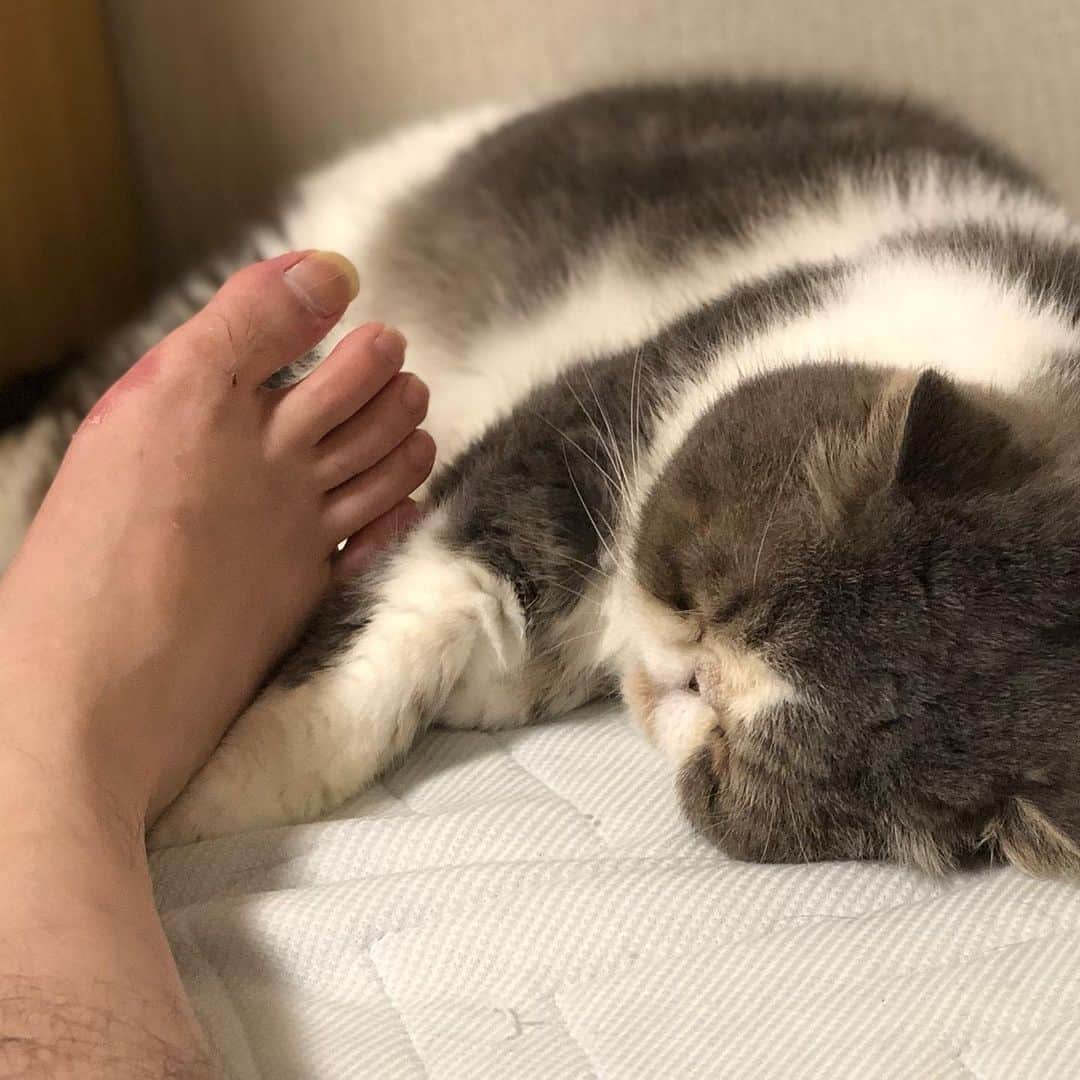 ムスカ(Muska)さんのインスタグラム写真 - (ムスカ(Muska)Instagram)「足と猫。」8月7日 17時45分 - exotic_toshi