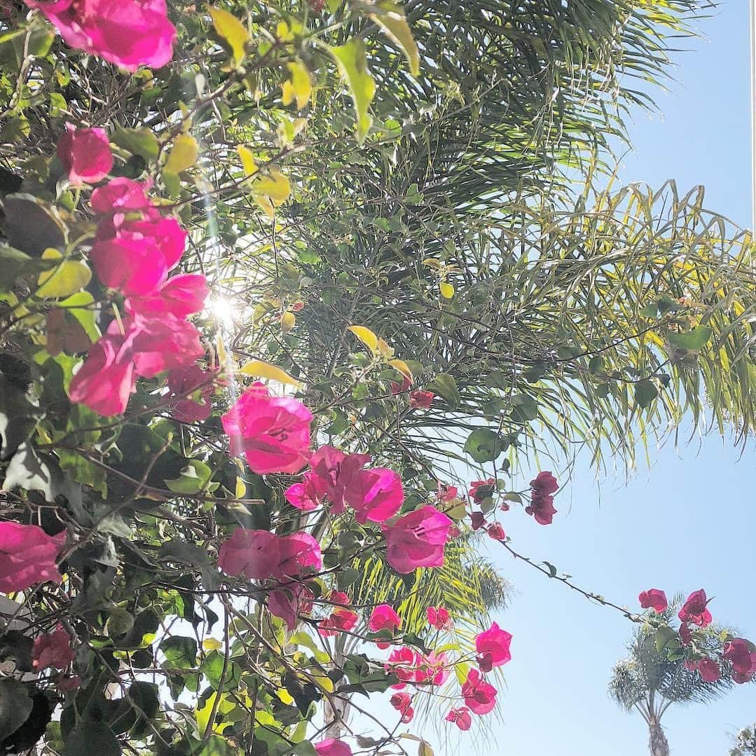 サンテボーティエ公式さんのインスタグラム写真 - (サンテボーティエ公式Instagram)「.﻿ ＼　🏝バカンスには、常夏のビーチへ！🌺 ／﻿ ﻿ 夏を満喫するのに、ビーチはもってこいな場所🏄‍♀️﻿ ﻿ 肌の日焼けを防ぐために日焼け止めを塗り、﻿ 目の日焼けを防ぐためにサングラス🕶をしていても、﻿ ついうっかり日焼けしちゃってた！なんてこともありますよね。﻿ ﻿ アフターケアにはたっぷりの保湿で肌を癒すのがおすすめ✨﻿ そして紫外線を浴びて目の充血や炎症が起きてしまったら﻿ サンテボーティエでひとみのケアを💧﻿ ﻿ 瞳のターンオーバー(代謝)を促す有効成分配合で﻿ みずみずしくクリアに輝く瞳を保ちましょう🌿﻿ ﻿ ﻿ -----------﻿ サンテボーティエ﻿ 第2類医薬品﻿ 目の疲れ・目の充血に﻿ ------------﻿ ﻿ ﻿ Photo by @uin0r0ska﻿ ﻿ ﻿ #参天製薬﻿ #サンテボーティエ﻿ #サンテボーティエムーンケア﻿ #目薬﻿ #ボーティエ﻿ #ドライアイ﻿ #コンタクト﻿ #eyedrops﻿ #santebeauteye﻿ #アイケア﻿ #ブーケンビリア﻿ #ロサンゼルス﻿ #暮らしを楽しむ﻿ #カリフォルニア﻿ #常夏のビーチ﻿ #ピンクが好き﻿ #ハイビスカス﻿ #花のある暮らし﻿ #花のある生活﻿ #必需品﻿ #青い空﻿ #世界の空﻿ #美習慣﻿ #素敵空間﻿ #素敵な空間﻿ #バカンス﻿ #癒し﻿ #instagood﻿ #instapic﻿ #cosme」8月7日 18時02分 - sante_beauteye