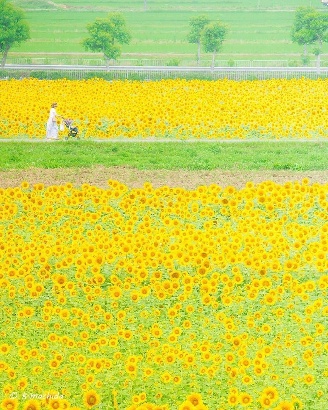 エイチ・アイ・エスさんのインスタグラム写真 - (エイチ・アイ・エスInstagram)「本日の1枚 🚩兵庫県 「ひまわりの丘公園」 📸@massan0709 さん 元気いっぱいの向日葵✨🌻 . 念願の向日葵畑…とっても綺麗でした✨ . 沢山の向日葵を眺めながら、地元のカメラマンの方とお話しをしたりと素敵な時間を過ごせました☺️ ＊＊＊＊＊＊ 本日より、夏の暑さもひまわりが癒してくれる🌻💕ということで、 #ひまわりのセカイ2019 で ひまわりスポットのお写真をご紹介します✨ すでに、投稿頂いたみなさま、ありがとうございます！ (お写真募集：8/19(月)まで) 8/620火)に、ギャラリーに9枚の素敵なお写真を揃え 「行ってよかった！ひまわりスポット9選！」という記事を弊社メディア「Like the World」UPさせて頂き各SNSアカウントでもご紹介させて頂きます！ ＊＊＊＊＊＊ 今月の旅の思い出は @his_japanをタグ付け頂き #LW8月の旅 で投稿お待ちしてます😃 (厳選させて頂いたお写真を使わせて頂き弊社メディア「Like the World」で記事をUPさせていただく予定です。)」8月7日 18時10分 - his_japan