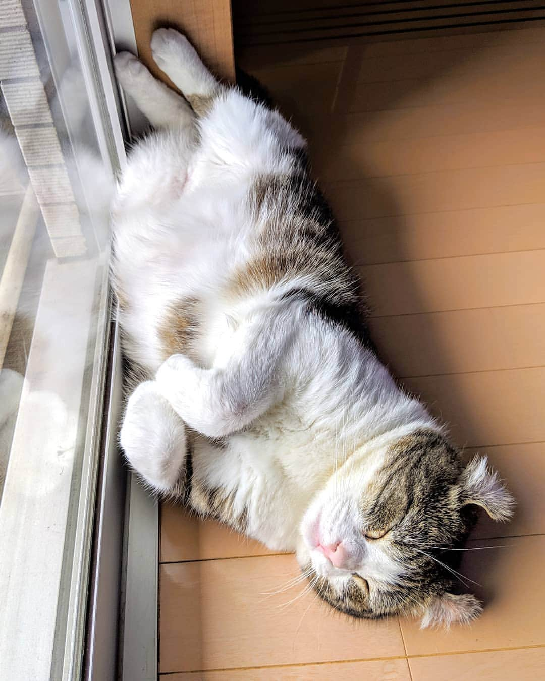 スノーさんのインスタグラム写真 - (スノーInstagram)「Falling asleep by the window 🐹 • #catsofinstagram #cats_of_instagram #catstagram #catofinstagram #instagood #cat #cats #kucing #gato #chat #catloversclub #catlover #9gag #weeklyfluff #pleasantcats #kedi #katze #kawaii #instagramjapan #고양이 #кот #แมว #猫」8月7日 18時18分 - curlysnow0915