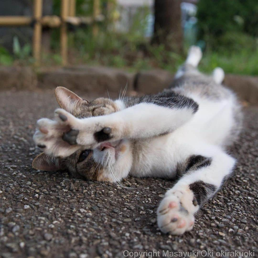 Masayukiさんのインスタグラム写真 - (MasayukiInstagram)「顔より。 #全国一斉肉球検査  #cat #ねこ」8月7日 10時07分 - okirakuoki