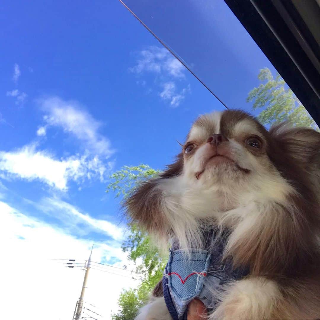 kayoのインスタグラム：「* * いいお天気😊☀️ * *  Lychee💗 * * #chihuahua#chihuahualove#dogstgram#dog#instadog#チワワ#チワワ大好き * *」