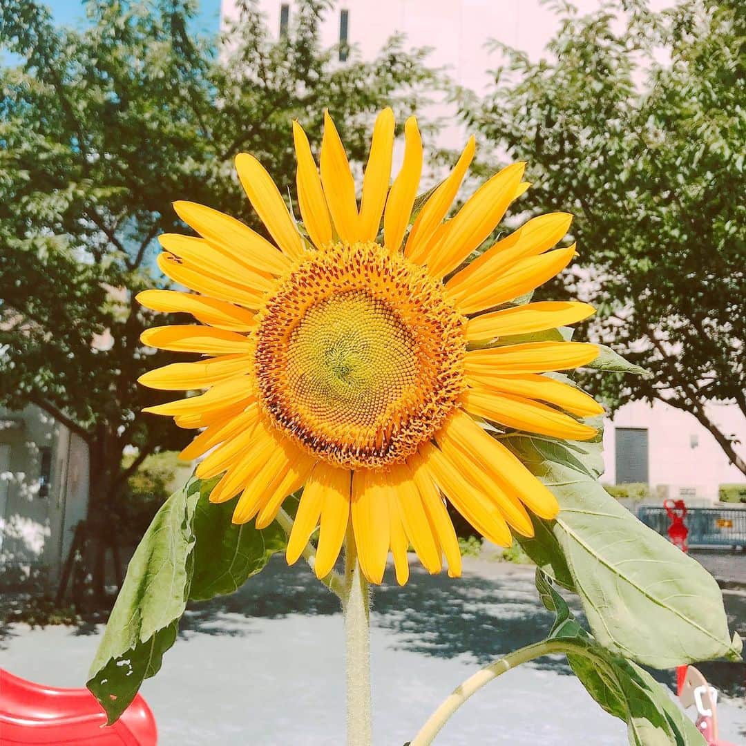 伊瀬茉莉也さんのインスタグラム写真 - (伊瀬茉莉也Instagram)「🌻 * #夏 #summer  #ひまわり #sunflower #🌻 #今年こそ #今年こそ  #プールに行きたい #行けるのか  #果たして」8月7日 10時19分 - mariya_ise
