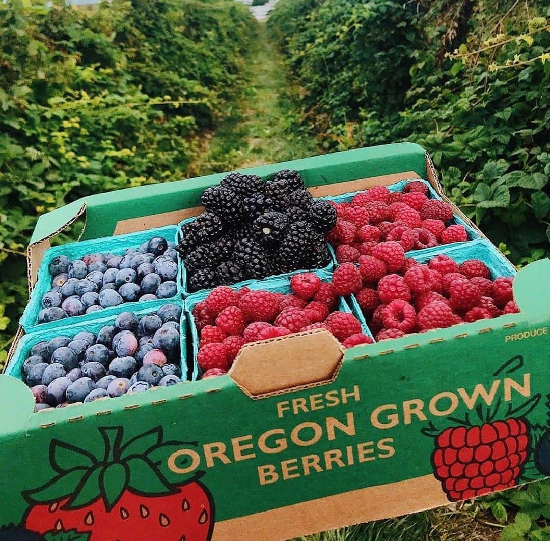 Portlandさんのインスタグラム写真 - (PortlandInstagram)「#TriviaTuesday Did you know that Oregon produces over 50 MILLLION pounds of JUST blackberries?! Have you gotten in on this berry exciting PNW summer action? - 📍Columbia U-pick 📷:haileybackenstos - #Portland #PDX #Portlandnw #Berries #Summer」8月7日 10時46分 - portland