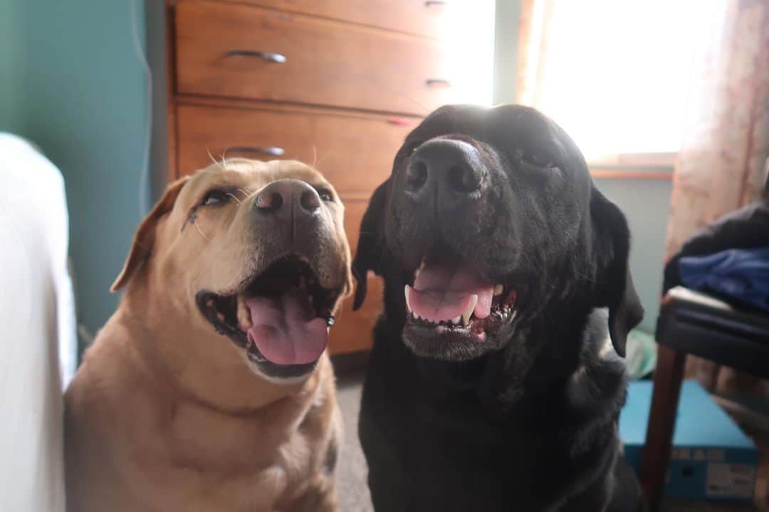 Jake And Gingerさんのインスタグラム写真 - (Jake And GingerInstagram)「Smile😁 #talesofalab #fab_labs_ #labs_of_insta #dogsofinstagram #worldoflabs #weeklyfluff」8月7日 11時05分 - jake_n_ginger