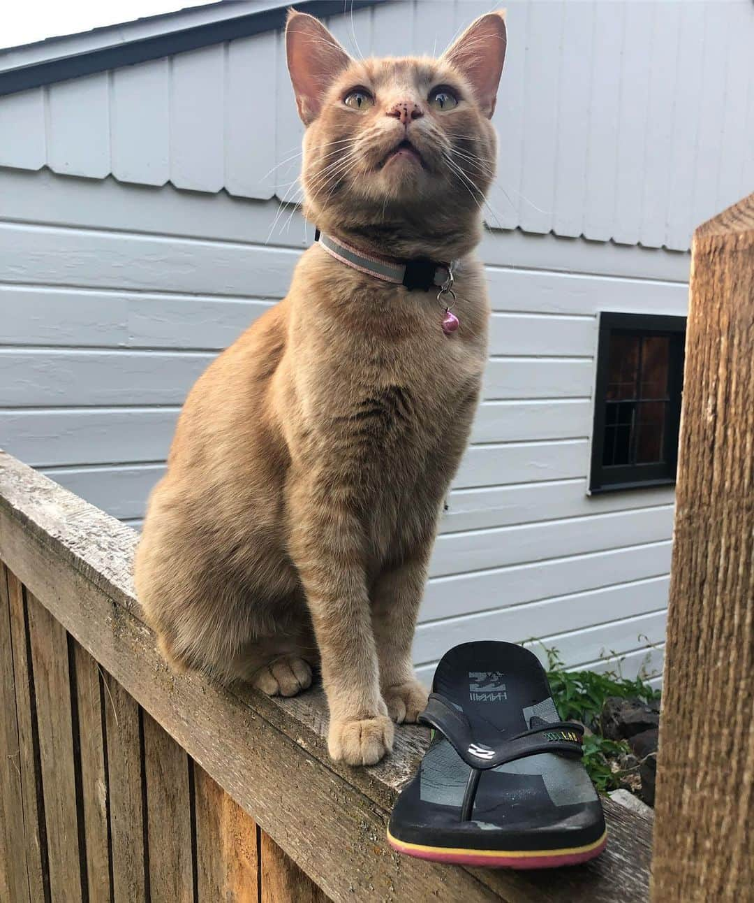 Snorri Sturlusonさんのインスタグラム写真 - (Snorri SturlusonInstagram)「STOLEN: Broad daylight on 8/6, Billabong flip flop with red, yellow and green themed sole. #snorrithecat #snorristurluson #catburglar #kleptokitty #broaddaylight #spokanegram #spokanedoesntsuck」8月7日 11時30分 - snorrithecat