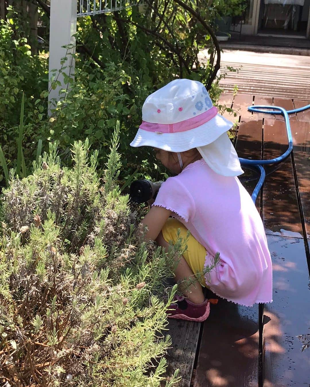 キャシー中島さんのインスタグラム写真 - (キャシー中島Instagram)「*﻿ ハルコは暑い中、﻿ 家の屋上の水撒きです🌸🥵﻿ お花や植木にしっかりとお水をあげてます🚰﻿ ﻿ 今日は私はこれから神戸教室です🗼﻿ 今、新幹線に乗っています🚅」8月7日 12時00分 - official_kathynakajima