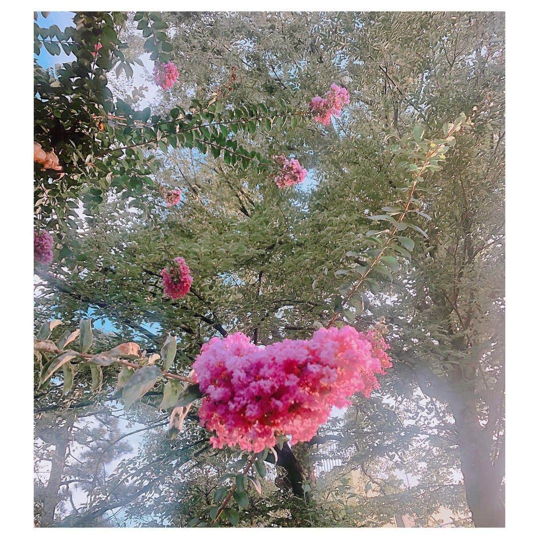 カン・ハンナさんのインスタグラム写真 - (カン・ハンナInstagram)「.﻿ ﻿ ﻿ 蒸し暑い夏なのにこんな綺麗なお花を咲かせるなんて…🌸 足が何度も止まりました。﻿ ﻿ ﻿ もしご存知の方はこのお花の名前を教えてください☺️ ﻿ ﻿ ﻿ 毎日が平和でありますように、今頑張っていることが良い方向へ向かいますようにと神さまに手を合わせた帰り道の発見💕 ﻿ ﻿ ﻿ ﻿ ﻿ ﻿ #私の住む街 #可愛い #お花 ﻿ #夏に咲く花 #お名前は何ですか ﻿ #夏 #東京の夏 #蒸し暑い ﻿ ﻿ ﻿」8月7日 12時09分 - kang_hanna_jp