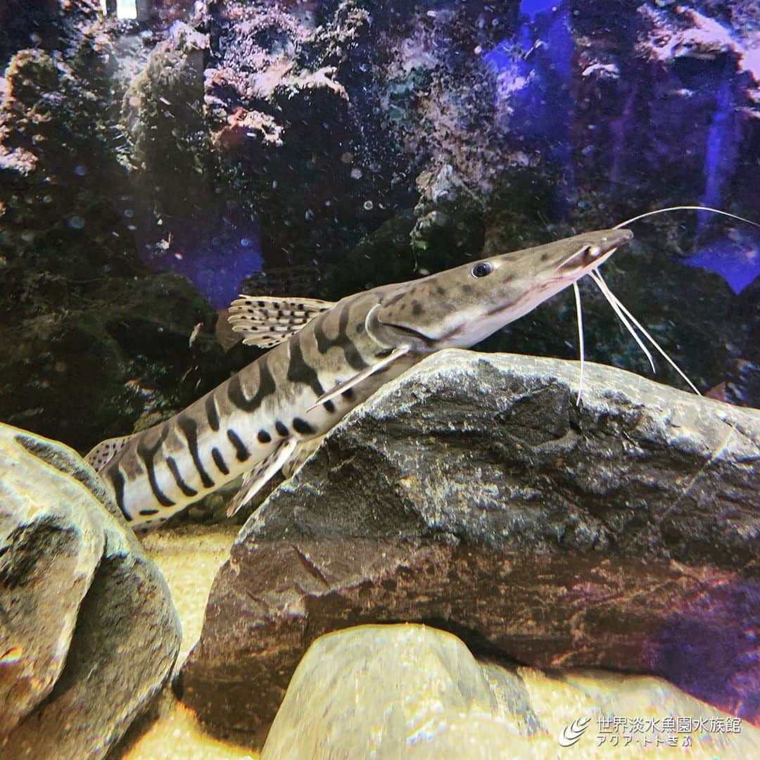 世界淡水魚園水族館 アクア・トト ぎふのインスタグラム：「現地ではカシャラというそうです。水族館でもお馴染みの淡水魚ですね。 #アクアトト #アクアトトぎふ #アクアトトは15周年 #タイガーショベルノーズキャット」