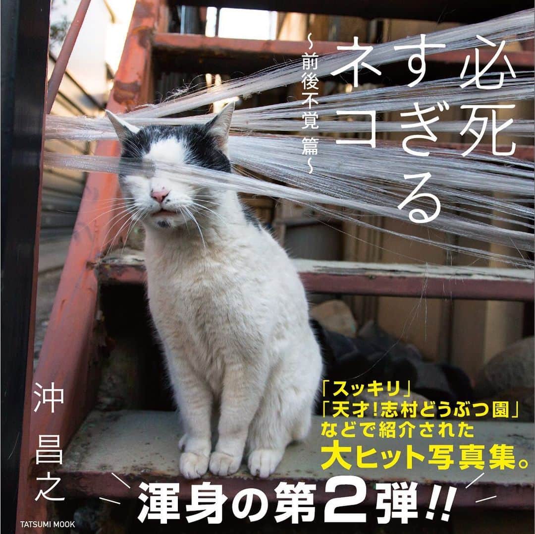 Masayukiさんのインスタグラム写真 - (MasayukiInstagram)「最近のうれしい悩みごと。 必死すぎるネコ2の表紙候補が選べないー。 どの写真も思い入れあるからなやむなやむ。 お気に入りありますか？？？ 今、猫びより担当さんと アートディレクターさんといっしょに中味も必死に作成中です。 どんな本になるのかなぁ、たのしみ！  #cat #ねこ #必死すぎるネコ」8月7日 12時40分 - okirakuoki