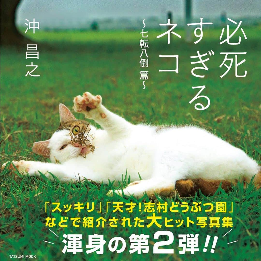 Masayukiさんのインスタグラム写真 - (MasayukiInstagram)「最近のうれしい悩みごと。 必死すぎるネコ2の表紙候補が選べないー。 どの写真も思い入れあるからなやむなやむ。 お気に入りありますか？？？ 今、猫びより担当さんと アートディレクターさんといっしょに中味も必死に作成中です。 どんな本になるのかなぁ、たのしみ！  #cat #ねこ #必死すぎるネコ」8月7日 12時40分 - okirakuoki
