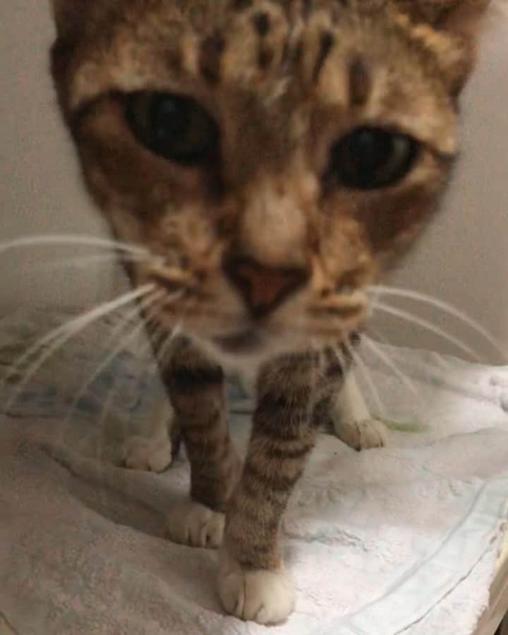 SQUAD CATS +65のインスタグラム：「Meet Pirate 🏴‍☠️ Sound on to hear her say hello!  She appeared in my neighborhood only a few days ago and I have taken her in for the time being because of the stray dogs and wild boars in the area that previously fatally wounded another stray/suspected abandoned kitty. I’m hoping to adopt her out once she’s had her vet appointment and fiv + felv screening, but for now, she’s a calm and sweet and affectionate little darling who is such a joy to spend time with. 😍  #cora13cats #🐱squad #tabbycat #straycat #rescuecat #cat #catsofsingapore #gato #kucing #แมว #ネコ #고양이 #catsofinstagram #instagramcats #catsofig #catstagram #catsagram #instacat #catoftheday #cutecatshow #cutecat #catlover #catfeatures #buzzfeedanimals #animals #animalsofinstagram #animallovers #cats_of_world #photooftheday」