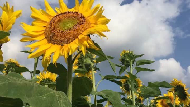 水川あさみのインスタグラム：「友達から最高のプレゼント送られてきた🌻 いちばん好きな花🌻 皆様にもお裾分けしましょう🌻」