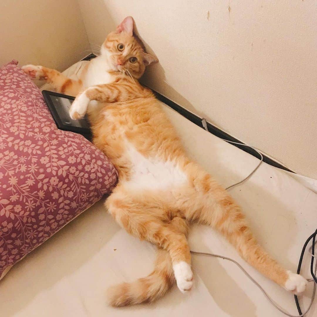 金巻ともこさんのインスタグラム写真 - (金巻ともこInstagram)「なんかだらしないチャイ。Kindle返して。 #kurohakuchai #tabby #orangetabby #cat #猫 #茶トラ」8月7日 13時53分 - tomotomoco