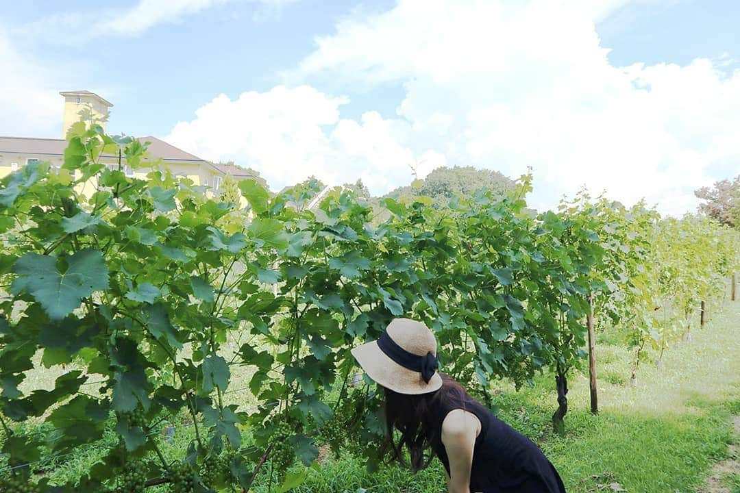 常岡珠希さんのインスタグラム写真 - (常岡珠希Instagram)「昨日、長野県飯綱町に行ってきました！  標高約650mの丘陵地帯にあるサンクゼール社・ワイナリーので育てられている良質なぶどう。 実は、PARTIE スキンアジャストのメイン成分の1つでもあるクロノシャルディはこちらのシャルドネ果実の、ワイン製造時の搾汁後果実を用いて作られています！  サンクゼール丘は一般でも入ることができ、ワイナリーやレストラン、カフェ、教会などがあります。私も昨日はお昼をこちらでいただきました！ワインの種類もとても豊富でした！ レストランや教会の周りには、ぶどう畑が広がっています。また、この場所からさらに進むと、より広大なぶどう畑が広がっているそうでそちらでもぶどうが栽培されています。 その中のシャルドネ果実からクロノシャルディは作られています。  スキンアジャストにもメイン成分の1つとして配合されていて、肌リズムサイクルに関わる成分です。 スキンアジャストは発売から約3ヶ月が経過しましたが、ご愛用者様から「ニキビがでにきくくなった」「肌が安定していて調子がいい」「肌荒れしなくなった」などのお声を多くいただいております。 クロノシャルディ以外にもピクノジェノールなどを配合し、肌のことを考えた成分設計のアイテムなので、このような実感をいただけて大変嬉しいです！  PARTIEからは9月に化粧水が、またそれ以降に洗顔料も発売されます。 ぜひ、こちらもお楽しみにしていてください！  #コスメ #化粧品 #スキンケア #PARTIE #スキンアジャスト #skinadjst #クロノシャルディ #シャルドネ #ぶどう #ぶどう畑 #長野県 #飯綱町 #美容液 #エッセンス #美肌 #ワイン #夏 #帽子 #麦わら帽子 #ナチュラルメイク #セルフ美容 #美容 #美意識 #美活」8月7日 19時22分 - tamaki.tsuneoka