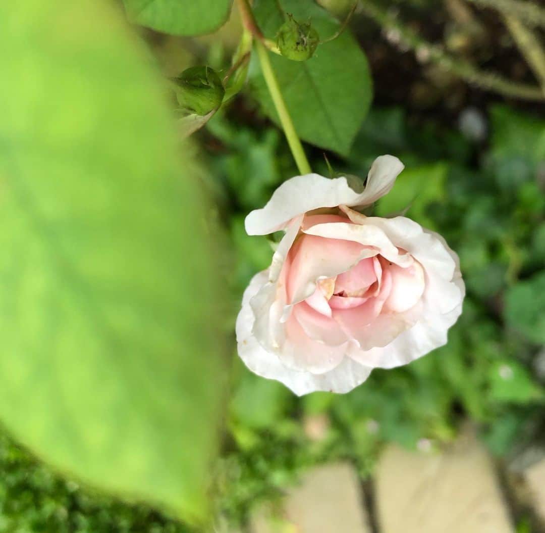 藤田朋子のグルメインスタ