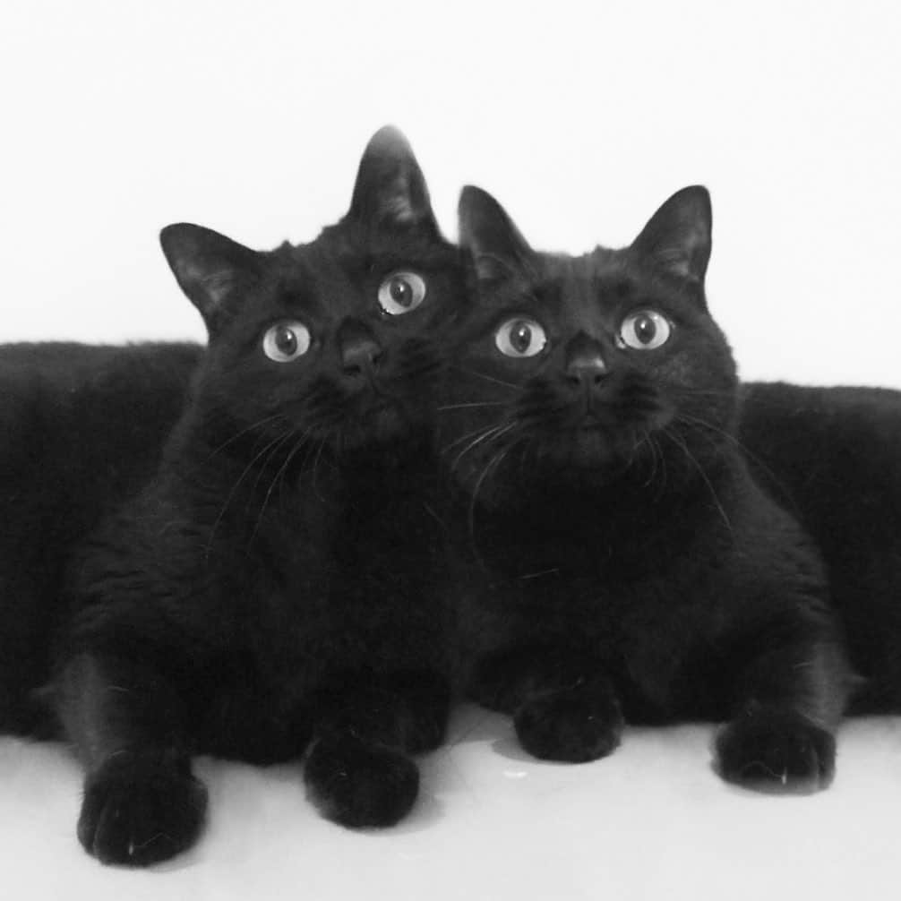 ピーちゃん＆ニャーさんのインスタグラム：「暑いけど、みなさまお元気ですか？😸」