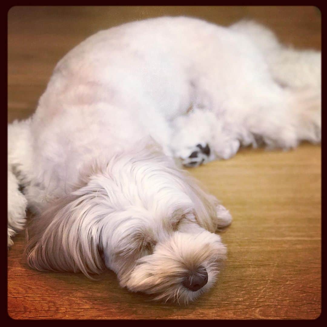 北山陽一のインスタグラム：「いやもうこれ完全に犬スタグラムだな。#きたやまおもち」