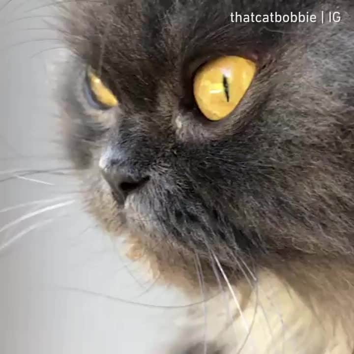 Aww Clubのインスタグラム