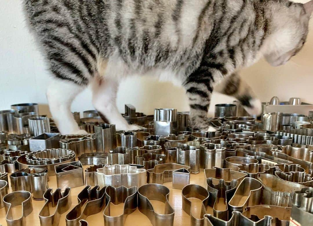 maki ogawaさんのインスタグラム写真 - (maki ogawaInstagram)「1.Set my cookie cutters on the table. ﻿ 2.And make a plan to organize them. ﻿ 3&4.Then a Meowzilla passes by the cookie cutter city.﻿ 5. Finally Meowzillas are back to their nest. ﻿ ﻿ OK, let's get started!﻿ --------------------------------﻿ クッキーカッターの整理中。クッキーカッタービルの中をニャジラが通り過ぎます😅😅﻿ ﻿ 巣に帰ったので、整理再開します。﻿ ﻿ プラの型はハイターに漬け込んでお掃除を。﻿ ステンの型も中性洗剤ですすぎ洗いして、天日干し。﻿ ブリキの型は手を抜くとすぐにサビが入りますね。 サビ入りは紙粘土用に格下げです。﻿ 結構使ってなかったのもあったりして、﻿ 一軍、二軍、三軍グループと分けてしまう予定。﻿ --------------------------------﻿ #meowzilla #cookiecutter #bentoexpo #obento ﻿ #弁当#foodstagram #yummy #obento  #bento #bentoexpo #japanesebento #instart #お弁当記録 #クッキングラム #料理好きな人と繋がりたい #おべんとう記録 #おべんとう作り楽しもう部 #お弁当 #bentomaker #bentolover #おべんたぐらむ #ママリクッキング #弁当 #便當 #riceball #おにぎり弁当 #iphonexs #保護猫と暮らす ﻿ #oben365 #てづくりおべんと365 ﻿ http://www.facebook.com/cuteobento﻿ http://cuteobento.blog.jp」8月7日 15時02分 - cuteobento