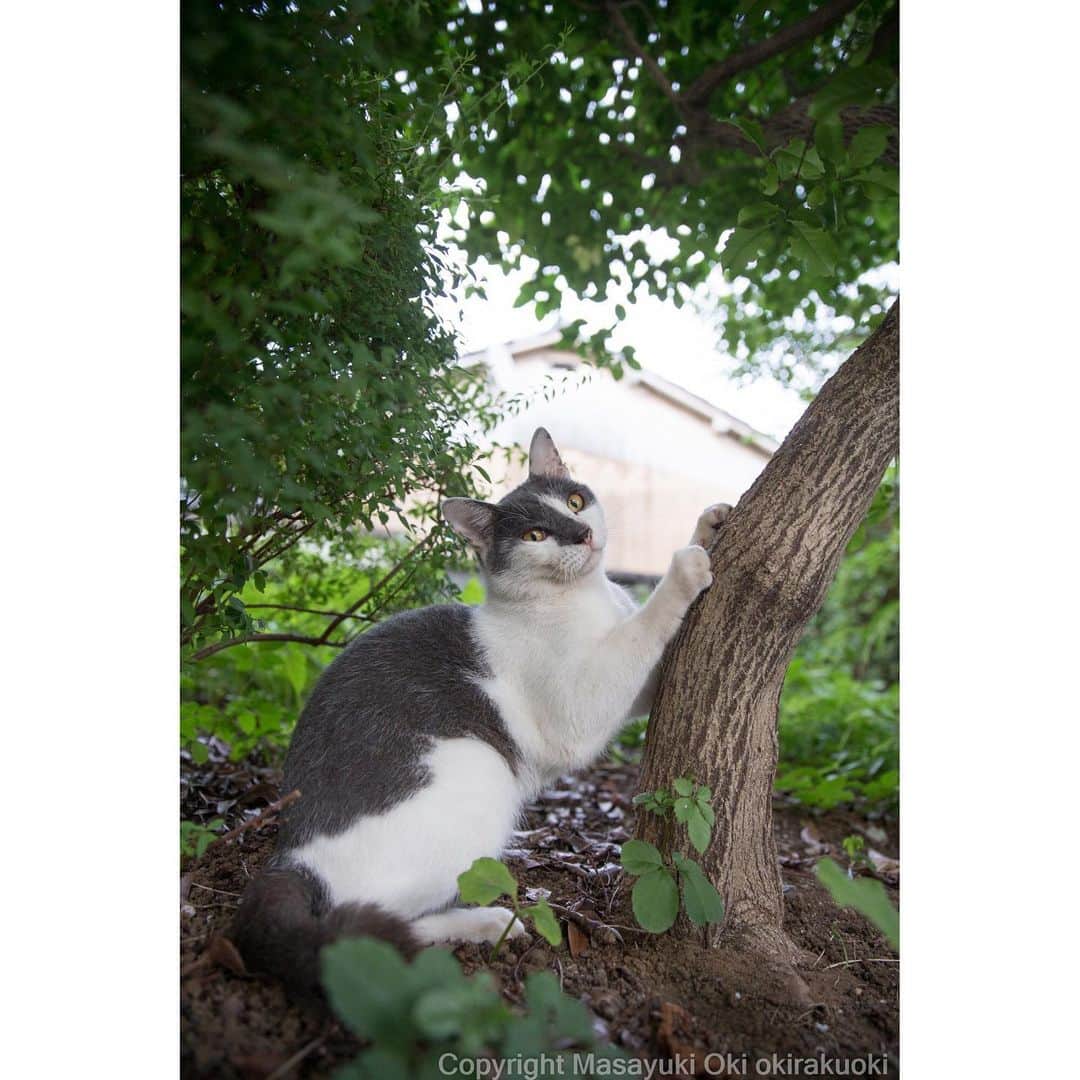 Masayukiさんのインスタグラム写真 - (MasayukiInstagram)「茂みに隠れてお手入れ中。  #cat #ねこ」8月7日 15時44分 - okirakuoki