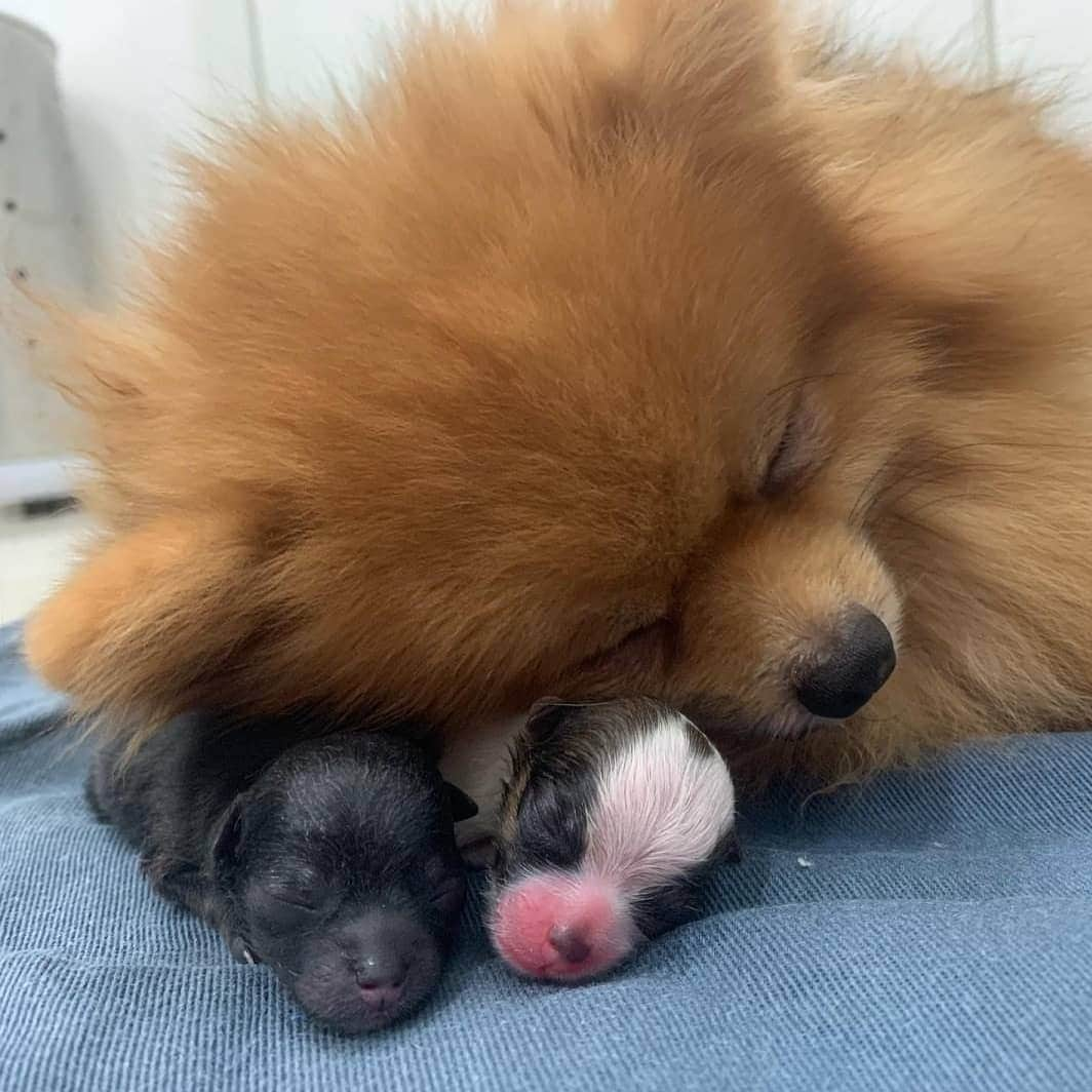 9GAGさんのインスタグラム写真 - (9GAGInstagram)「happy mama 📸Marina Brito | FB - #spitz #9gag #dogmom」8月7日 15時49分 - 9gag