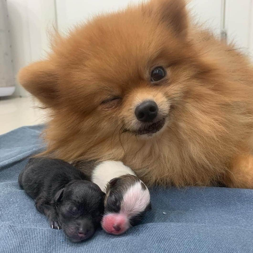 9GAGさんのインスタグラム写真 - (9GAGInstagram)「happy mama 📸Marina Brito | FB - #spitz #9gag #dogmom」8月7日 15時49分 - 9gag