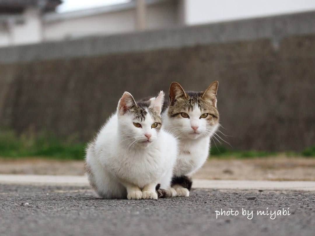 NEKOくらぶさんのインスタグラム写真 - (NEKOくらぶInstagram)「|| 「そっくりさん」⠀ @miyabi_oike さんの作品ですにゃ（＝ΦωΦ＝）⠀ *⠀ いいね！＆コメント大歓迎！！⠀ *⠀ #nekoclub #NEKOくらぶ #Japan #Photo #写真 #日本 #cat #ネコ #ねこ #猫 ⠀ Follow: @nekoclub_jpn⠀ *⠀ ▼【廣済堂出版共同企画】NEKOくらぶの皆さまとつくる「NEKOくらぶ写真集」、発売中♪（＝ΦωΦ＝）⠀ ※詳細は本アカウント「 @nekoclub_jpn 」のプロフィールに固定しているハイライトから」8月7日 16時00分 - nekoclub_jpn