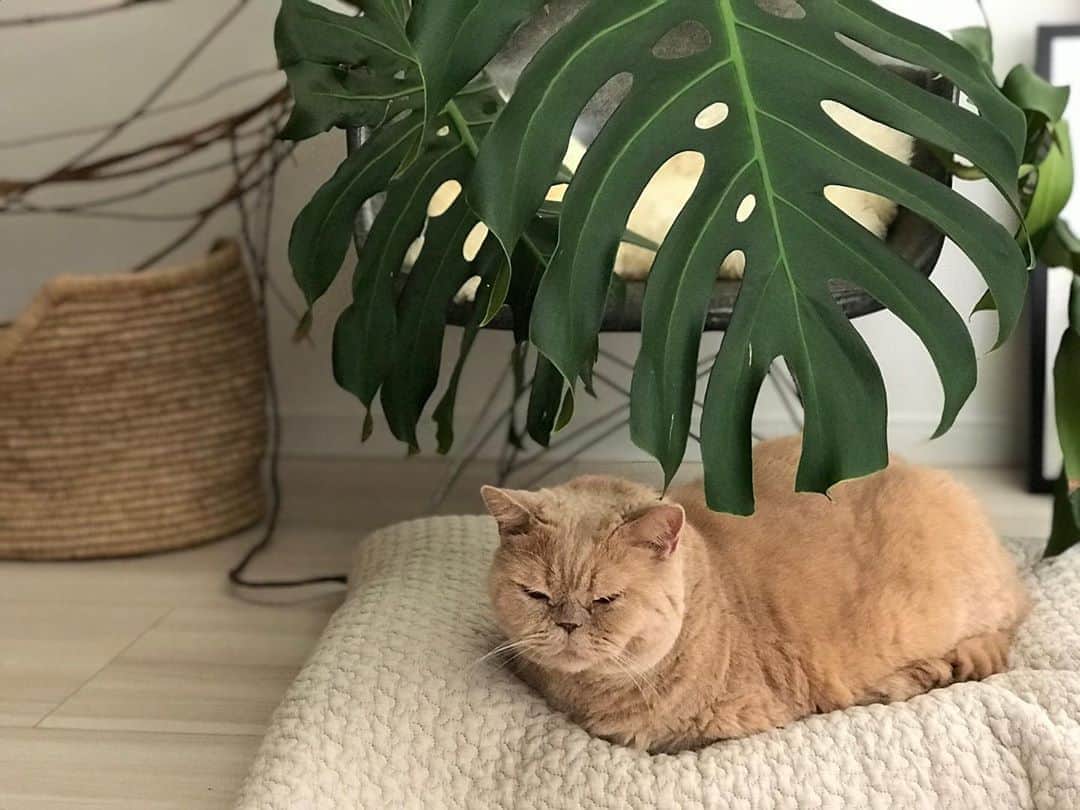 濱中鮎子のインスタグラム：「バタバタの毎日ですが、おにぃは元気です。  #cat #ネコ #小心者の親分 #チャイ坊 #チャイ #chai #britishshorthair #ブリティッシュショートヘア #クラッシュフェイス #ぶチャイく #愛の交歓」