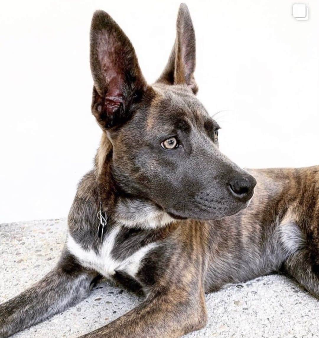 ライアン・テダーさんのインスタグラム写真 - (ライアン・テダーInstagram)「Haven’t owned a dog since I was 20... just rescued one from LA Rescue and she is amazing. Her name is Hero.  She’s half German Shepherd, half Pit... maybe a dash of Chow... my wife picked her and she has great taste so...... she’s a good dog.  Woof.」8月7日 16時08分 - ryantedder