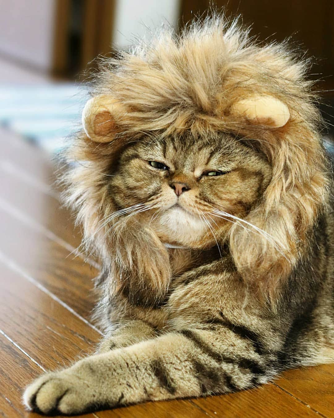 寅次郎（とらちゃん）さんのインスタグラム写真 - (寅次郎（とらちゃん）Instagram)「☆ The Lion King . ガオッ 誇り高き王 ムファサにゃ️🦁 . #ライオンキング実写版 見たいにゃ～ #去年の今頃に撮った写真 😁 #なぜかアップしてなかったやつ . #cat #cute #meow #貓 #サンデイ #無敵の親バカ同盟 #猫のいる暮らし #にゃんすたぐらむ #Lion #lionking」8月7日 16時08分 - torachanthecat