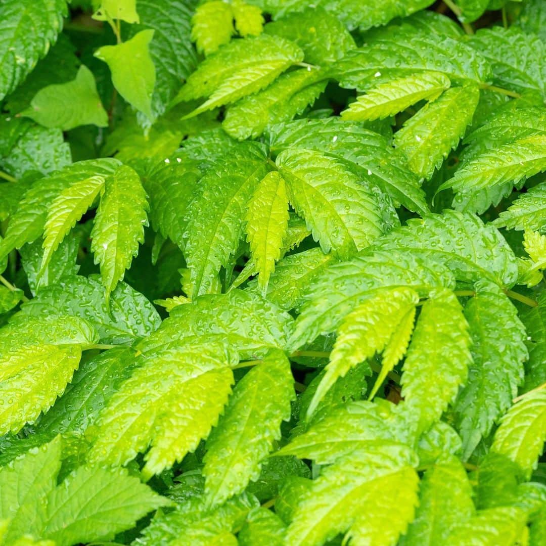 山人のグルメインスタ