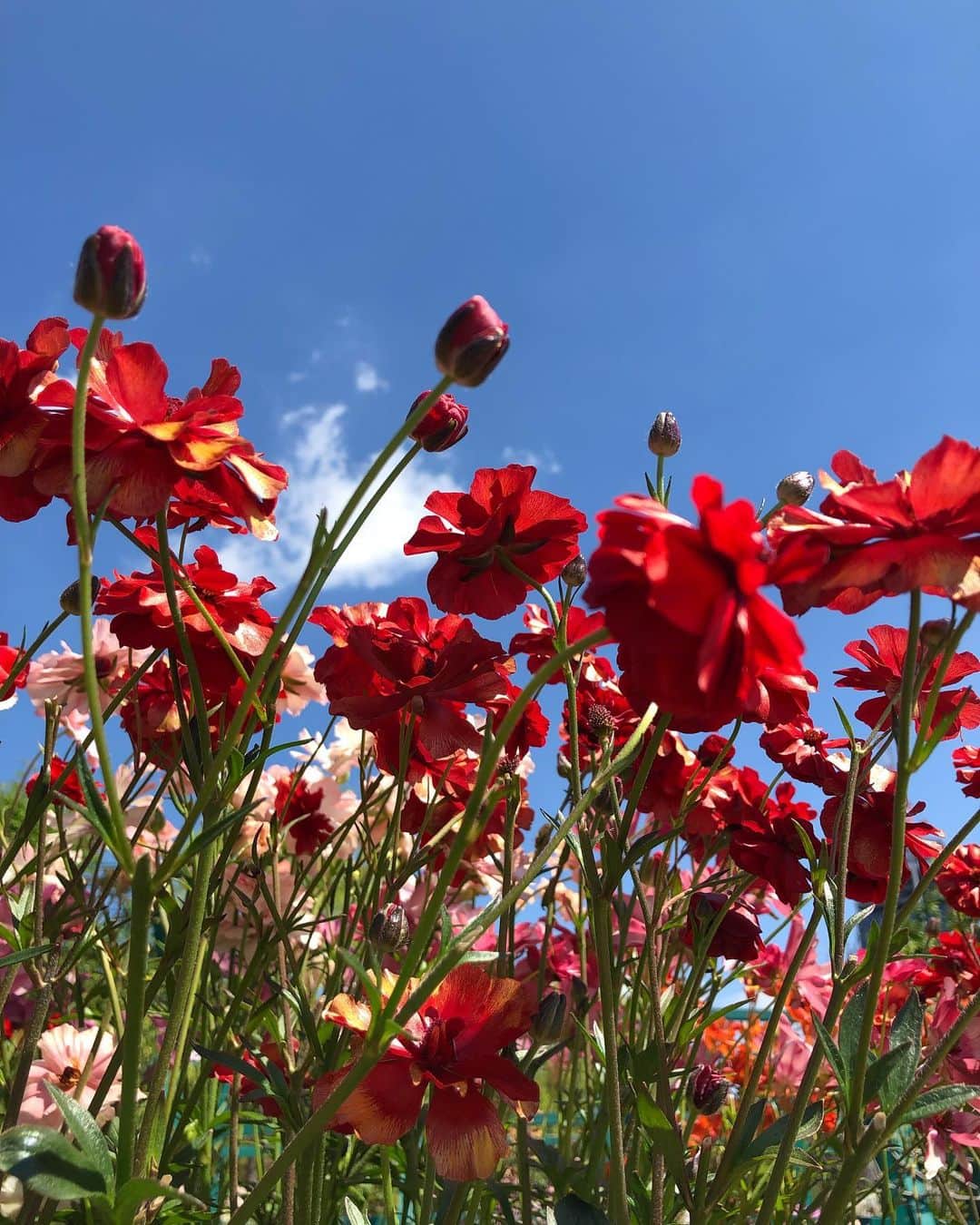 理絵さんのインスタグラム写真 - (理絵Instagram)「入院する前に撮っていた花の写真がたくさんあったので載せておこう🌼  #flowers #flower #fiore #花」8月7日 16時37分 - ____rie____