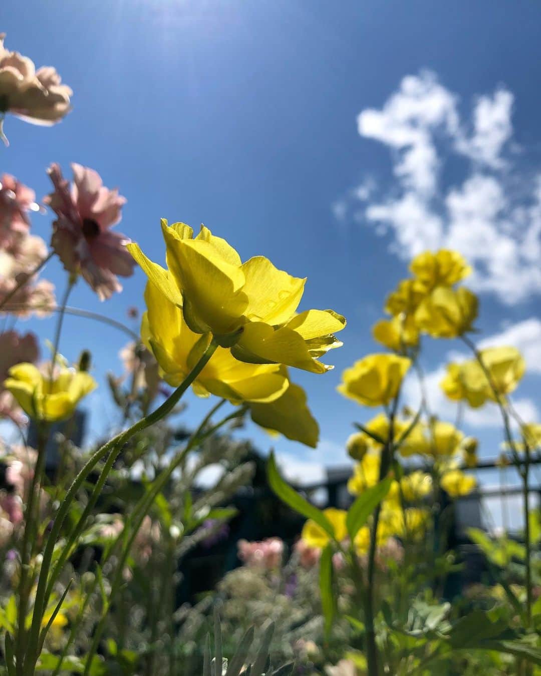 のインスタグラム：「入院する前に撮っていた花の写真がたくさんあったので載せておこう🌼  #flowers #flower #fiore #花」