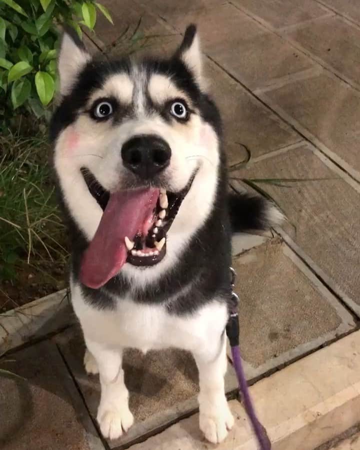 husky and malamuteのインスタグラム：「That happy face.🥰🥰🥰 follow @alaskandaily （Twitter：alaskandaily）for more cute pic and video.😜 ……………………………………………………………… Each video was approved by the original author. But  don't have a Instagram account. We are first one post those video. So watermark credit @alaskandaily ……………………………………………………………… #alaskan#malamute#alaskanmalamute#alaskanhusky#malamutesofinstagram#puppylife#puppylove#puppydog#puppylover#dogdays#malamutepuppy#huskies#huskeypuppy#huskeiesreq#siberian#huskeiesofig#dogslife#dogsofnyc#cutedog#cutedogs#huskeypics#huskeylovers#huskygram#huskeylove#huskiesofinstagram#dogsofnyc#husky#狗」