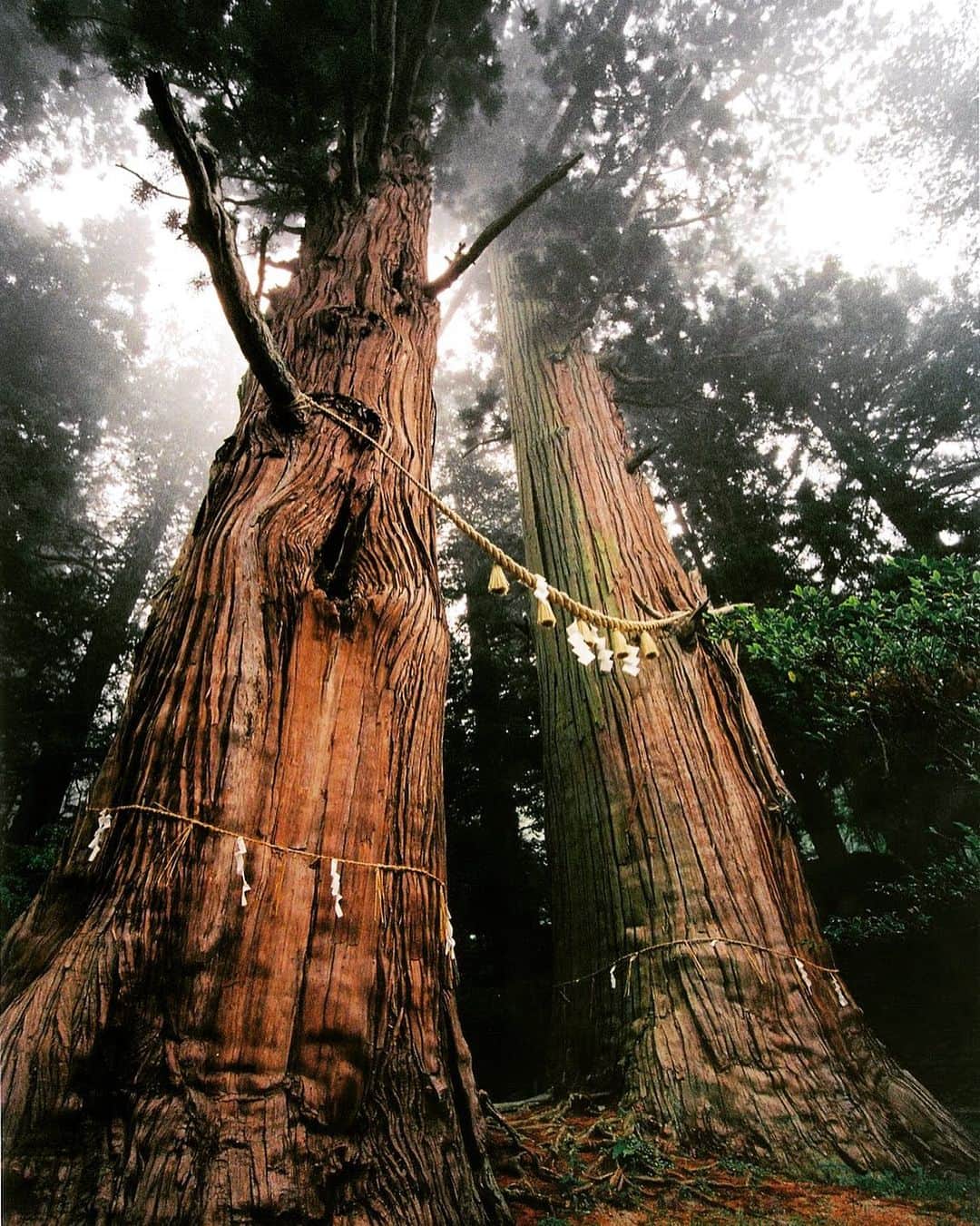 福島県さんのインスタグラム写真 - (福島県Instagram)「来て！ 諏訪神社の翁杉媼杉（じじすぎ ばばすぎ） 樹齢およそ1,200年、参道をはさんで立つ夫婦杉で、社殿に向かい右が翁杉、左が媼杉です。翁杉の幹周り9.2ｍ、高さ48.5ｍ。媼杉の幹周り9.5ｍ、高さ47.8ｍで二つの根元の間隔はわずか1ｍほどです。このような巨木が二本並びほぼ同じように成長しているのは大変珍しいといわれています。  #小野町 #諏訪神社 #夫婦杉 #杉 #福島 #ふくしま #ふくしまからはじめよう #来て #futurefromfukushima #fukushima #traveljapan #japantrip #explorejapan #japanadventures #japanholiday #beautifuldestinations #instatrip #art_of_japan #instagramjapan #japan_of_insta」8月7日 17時09分 - realize_fukushima