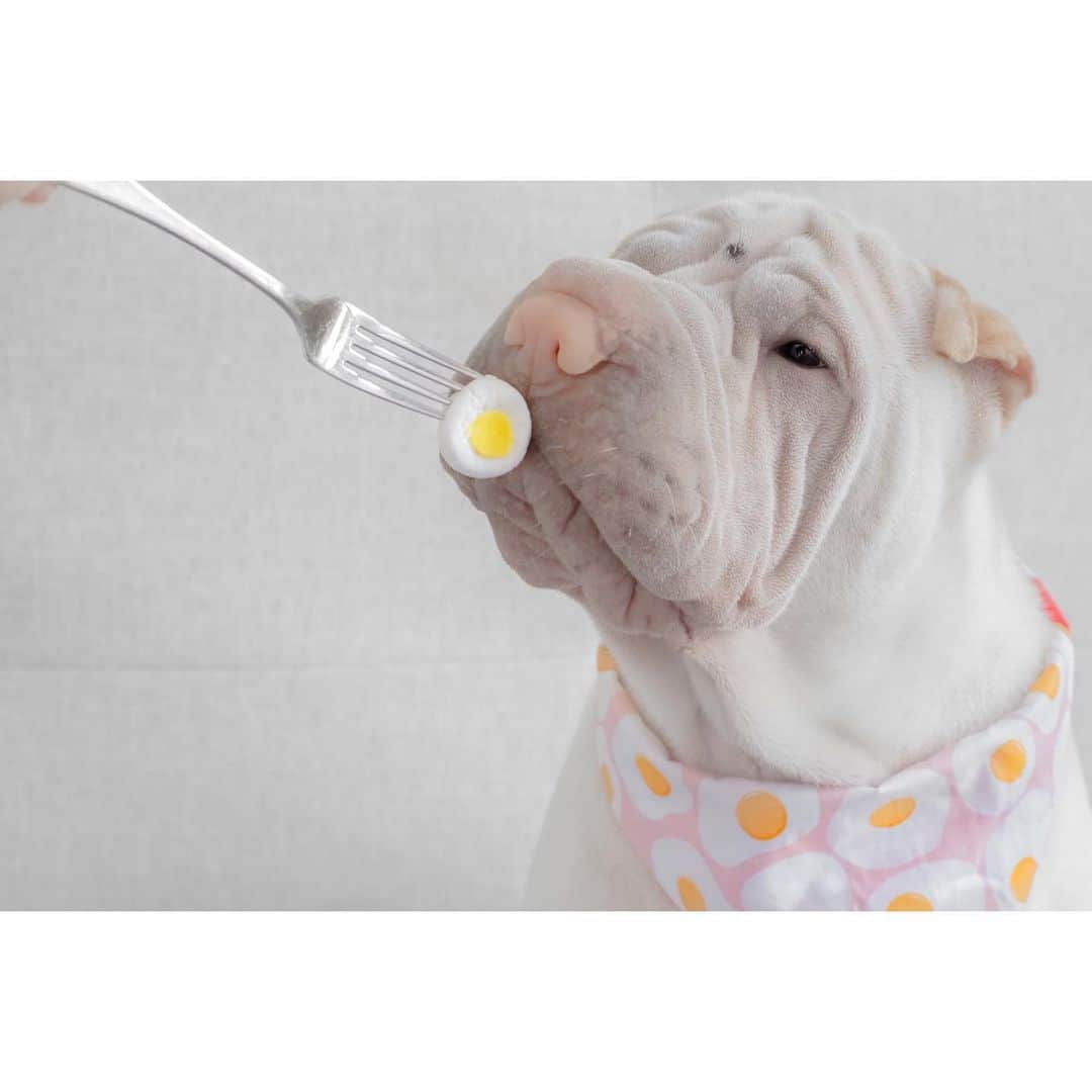 annie&pADdinGtoNさんのインスタグラム写真 - (annie&pADdinGtoNInstagram)「🥚 eggies for dinner 🍳 #happylamb #lambington #sharpei #sharpeisofinstagram #love #dog #dogs #dogsofinstagram #wrinkles #eggs #dinner #breakfast #foodies #doggo #instagood #weeklyfluff #topsharpei #chinesesharpei #iloveyoutothemoonandback thank you @doggywookie @mypetagency for our adorable bandana 💕」8月7日 17時41分 - anniepaddington