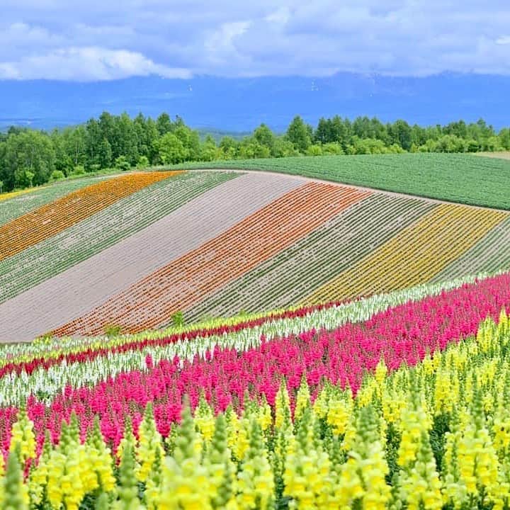 ANAのインスタグラム：「カラフルなお花のパッチワーク🌼 （Photo：@kappawaku）  #四季彩の丘 #北海道 #美瑛 #北海道旅行 #お花畑 #花の写真 #ルピナス #キンギョソウ #癒し #夏休み #日本の風景 #anaタビキブン #ダレカニミセタイケシキ #hokkaido #flowers #flowergarden #summervacation #japantrip #ana_jp  旅の思い出は「#anaタビキブン」をつけて投稿してね💙インスタやANAの各メディアでご紹介していきます😄」