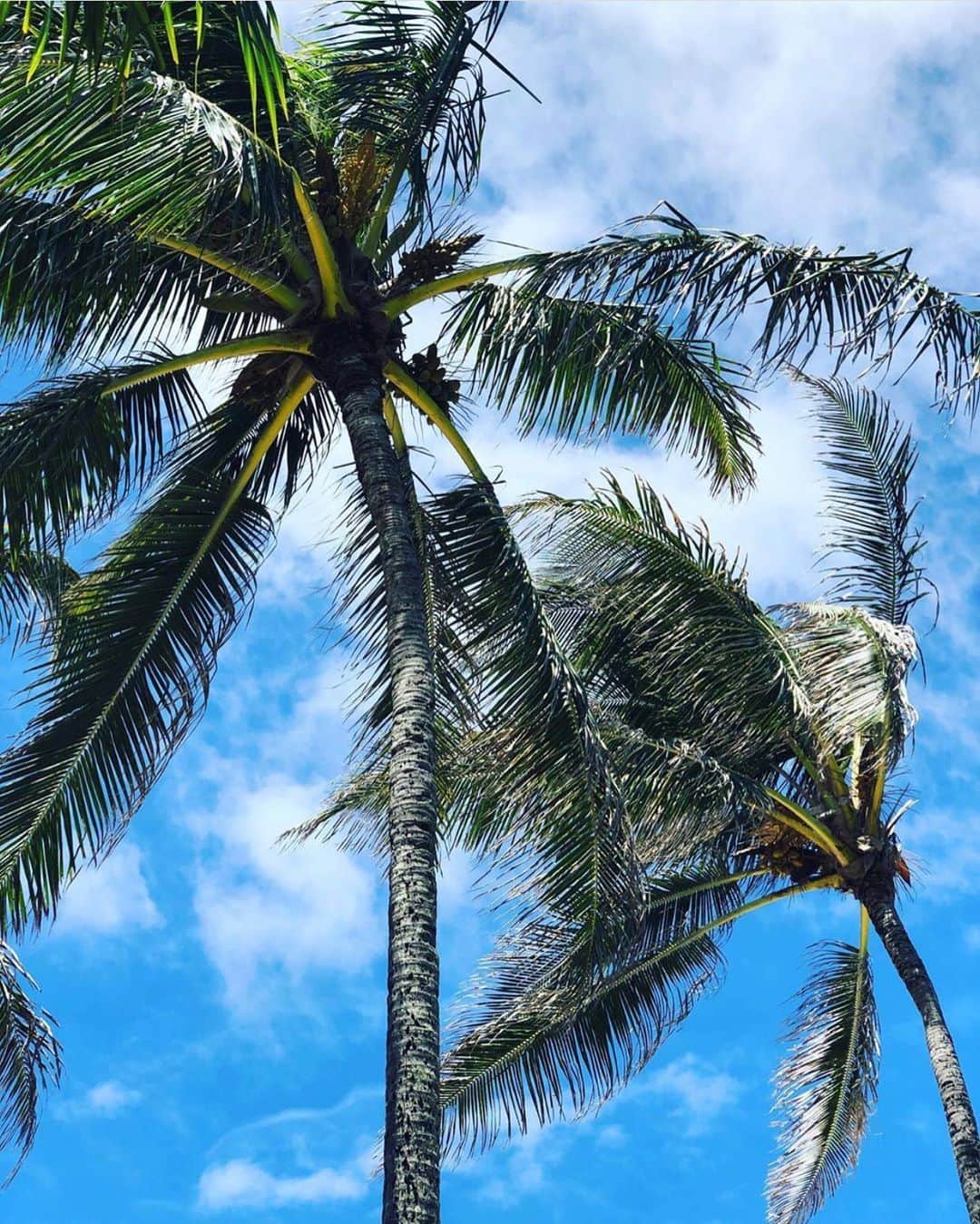 Lanikai Bath and Bodyさんのインスタグラム写真 - (Lanikai Bath and BodyInstagram)「Another beautiful day in Hawaii Nei 🌺 🤙🏼 🌊 ☀️ #lanikaibathandbody #lanikaibathandbodyjapan #lanikaibeach #808 #natural #organic #kailua #kailuatownhi」8月8日 3時09分 - lanikaibathandbody