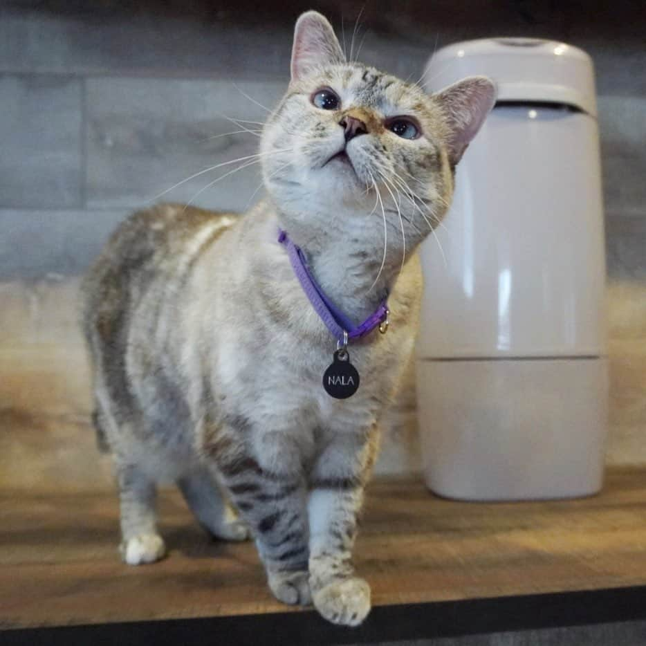 nala_catさんのインスタグラム写真 - (nala_catInstagram)「Now that I’m 9, I’ve learned a thing or two…like how to keep our home smelling fresh. It’s simple - just get yourself a Litter Genie. And, get $5 off by heading to littergenie.com/litter-genie-coupons @littergenie #ad」8月8日 3時16分 - nala_cat