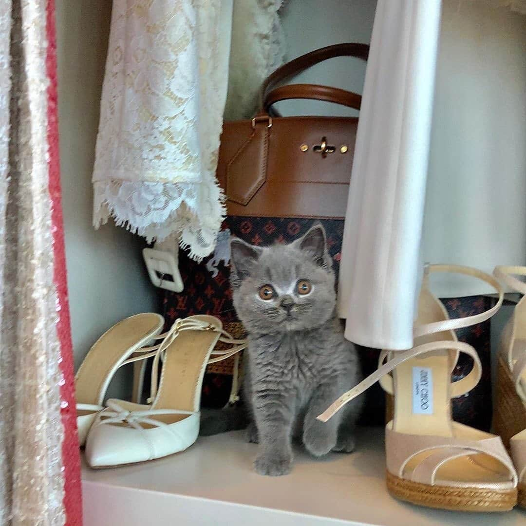 ELLE Magazineさんのインスタグラム写真 - (ELLE MagazineInstagram)「Kitten heels, anyone? Opurrrrr 🐱👠 #regram @bethostern」8月8日 4時00分 - elleusa