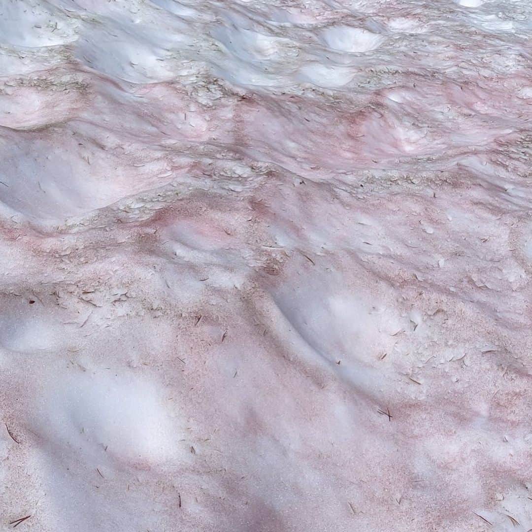 NBC Newsさんのインスタグラム写真 - (NBC NewsInstagram)「Red-tinted snow, referred to as ‘watermelon snow’, has appeared at #Yosemite National Park. Click the link in our bio to see why the red snow forms in snowy places across the globe. . 📷 Yosemite National Park via Twitter」8月8日 4時09分 - nbcnews