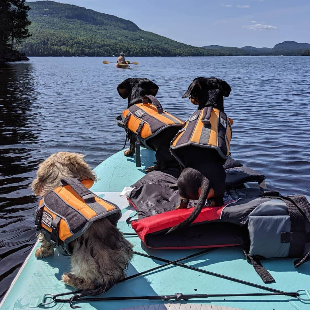 Crusoe the Celebrity Dachshundさんのインスタグラム写真 - (Crusoe the Celebrity DachshundInstagram)「"Where once there was one, then there were two. Now we are three. Here's to many more adventures with Daphne by our side " ~ Crusoe」8月8日 4時04分 - crusoe_dachshund