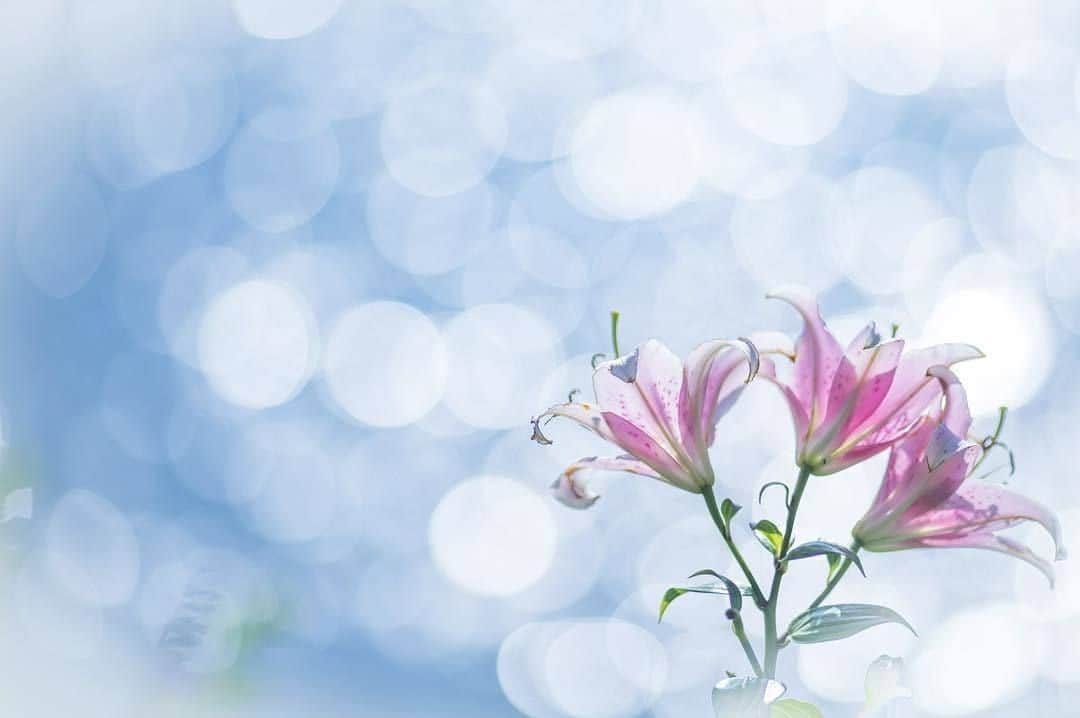 花の写真館のインスタグラム：「Photo by @_____hugme.⠀ https://instagram.com/_____hugme/⠀ .⠀ Original Post[投稿頂いたURL]⠀ https://www.instagram.com/p/Bk2KW5Lgev_/⠀ .⠀ 本アカウントは、 #私の花の写真 をつけてInstagramに投稿された皆さまの花の写真や、「花の写真館」Facebookページで投稿された花の写真を紹介します。⠀ 「花の写真館」Facebookページは、「 @floral.photograph 」のプロフィールにあるURLからご覧ください。⠀ .⠀ #花の写真館 #floralphotograph #floralphoto #flower #flowers #富士フイルム #FUJIFILM⠀ Follow: @floral.photograph」