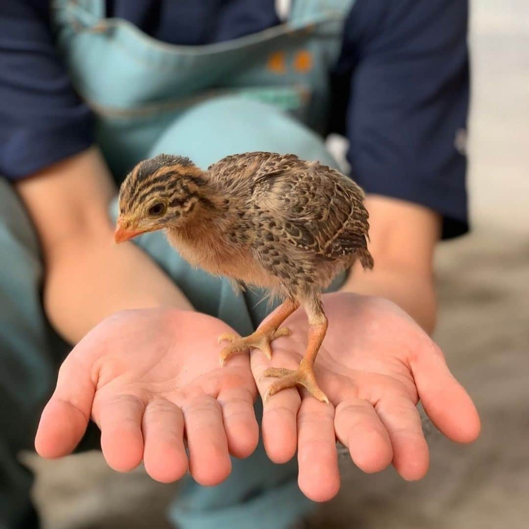 【公式】東京コミュニケーションアート専門学校ECOさんのインスタグラム写真 - (【公式】東京コミュニケーションアート専門学校ECOInstagram)「‪ガリミムスではありません（笑） すくすくと成長中のホロホロ鳥の雛に癒されてます😁少しずつホロホロ鳥の要素が見えてきましたね❗️手乗りホロホロは抜群に可愛いですよ✨‬ ‪#tcaeco  #動物専門学校 #動物 #ホロホロ #ホロホロ鳥 #雛 #動物園 #飼育員 #幼鳥 #手乗り #行進 #専門学校 #葛西 #進路 #夢 #目標‬」8月7日 19時38分 - tca_eco